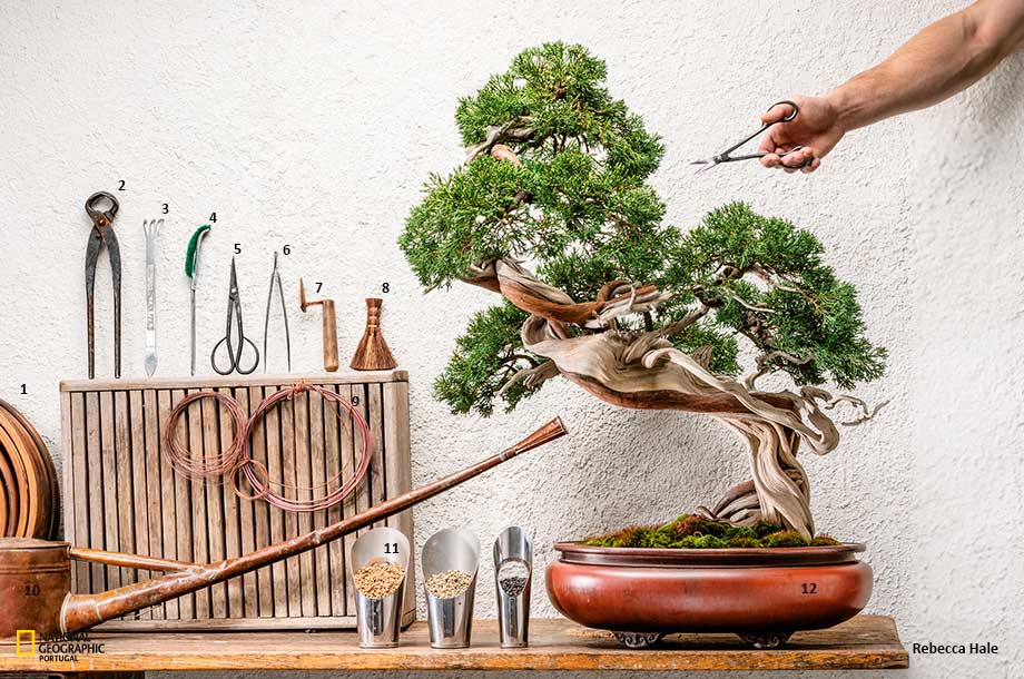 bonsai para iniciantes