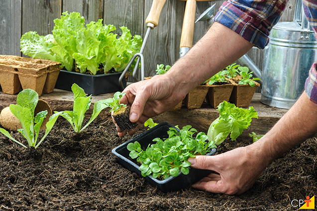 Horta em casa: Guia Completo Para Criar Sua Horta Caseira