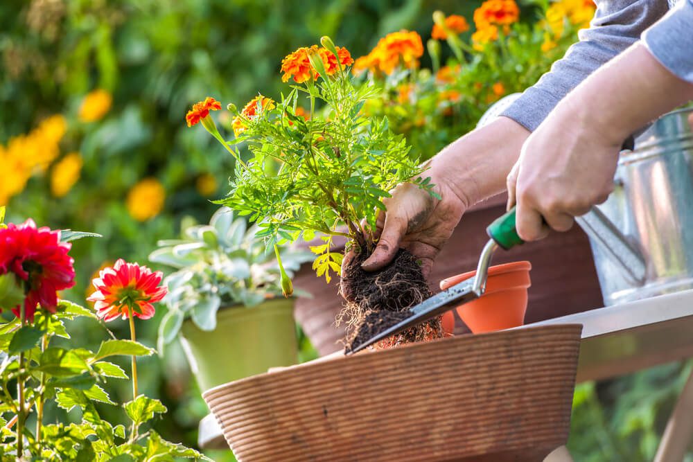 dicas de jardinagem