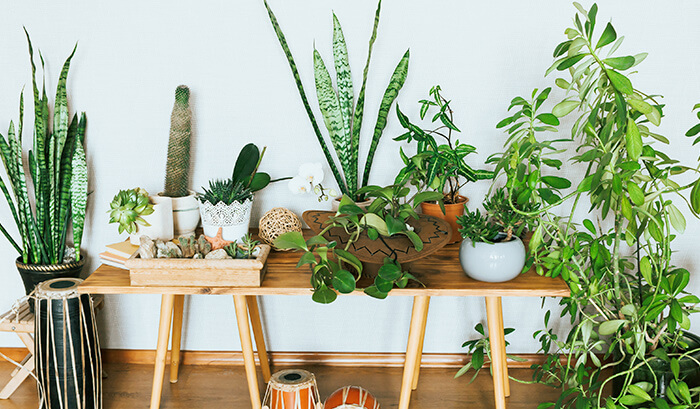 Como Cuidar de Plantas que Precisam de Pouca Água e Luz